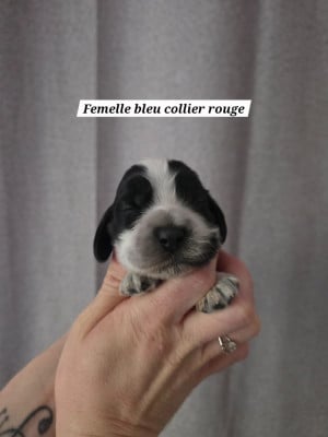 Les chiots de Cocker Spaniel Anglais