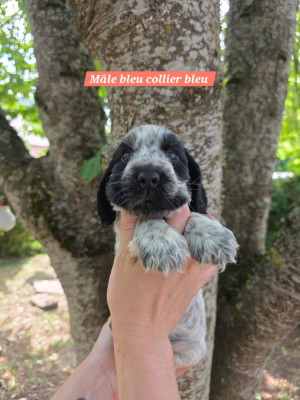 Les chiots de Cocker Spaniel Anglais
