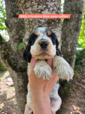 Les chiots de Cocker Spaniel Anglais