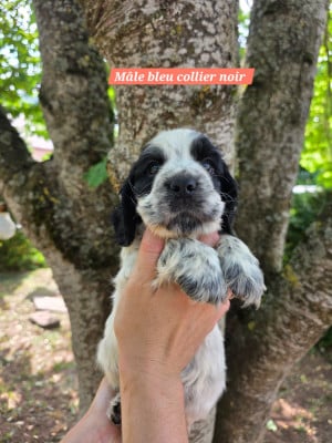 Les chiots de Cocker Spaniel Anglais