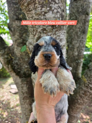 Les chiots de Cocker Spaniel Anglais