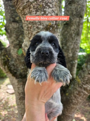 Les chiots de Cocker Spaniel Anglais