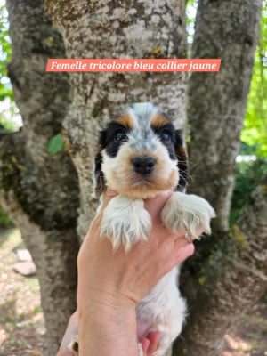 Les chiots de Cocker Spaniel Anglais