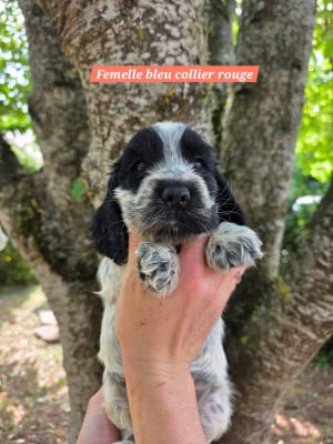 Les chiots de Cocker Spaniel Anglais