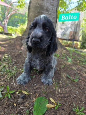 Les chiots de Cocker Spaniel Anglais