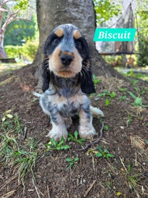 Les chiots de Cocker Spaniel Anglais