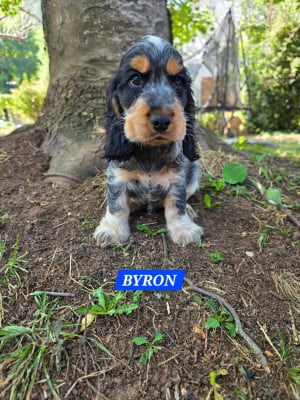 Les chiots de Cocker Spaniel Anglais