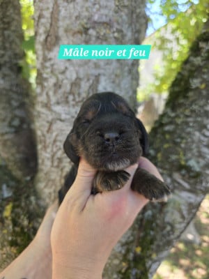 Les chiots de Cocker Spaniel Anglais