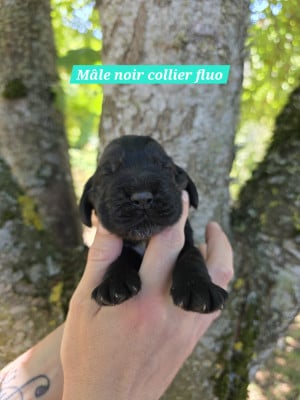 Les chiots de Cocker Spaniel Anglais