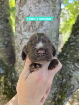 Les chiots de Cocker Spaniel Anglais