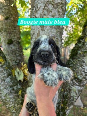 Les chiots de Cocker Spaniel Anglais