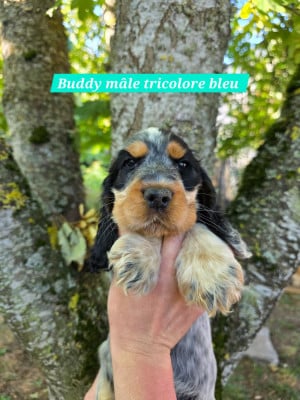 Les chiots de Cocker Spaniel Anglais