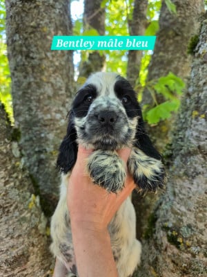 Les chiots de Cocker Spaniel Anglais