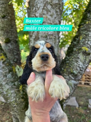 Les chiots de Cocker Spaniel Anglais
