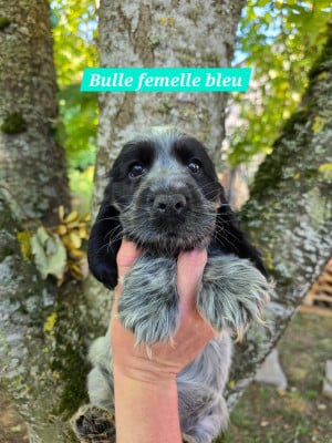 Les chiots de Cocker Spaniel Anglais