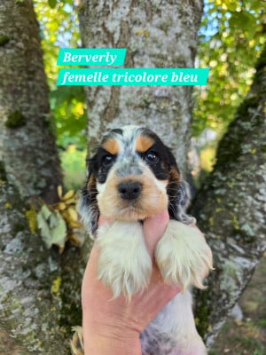 Les chiots de Cocker Spaniel Anglais