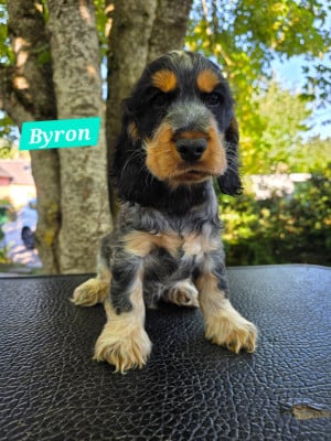 Les chiots de Cocker Spaniel Anglais