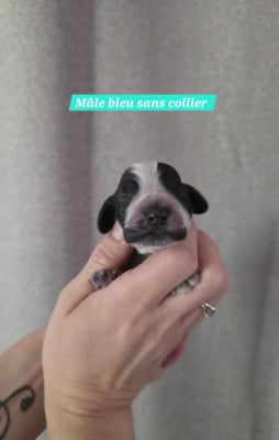 Les chiots de Cocker Spaniel Anglais