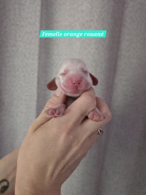 Les chiots de Cocker Spaniel Anglais