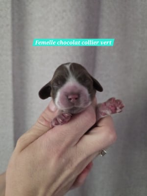 Les chiots de Cocker Spaniel Anglais