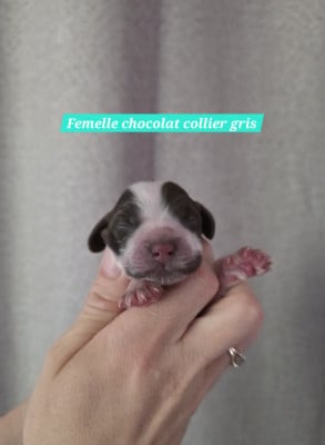 Les chiots de Cocker Spaniel Anglais