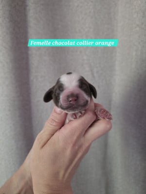 Les chiots de Cocker Spaniel Anglais