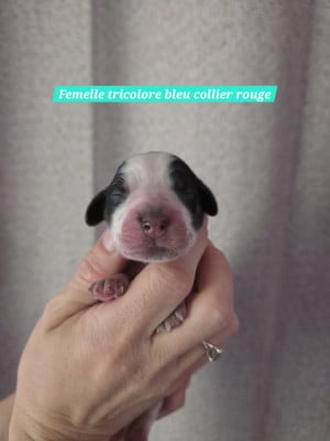 Les chiots de Cocker Spaniel Anglais