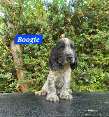 Les chiots de Cocker Spaniel Anglais