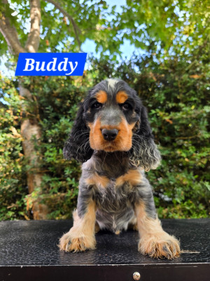 Les chiots de Cocker Spaniel Anglais