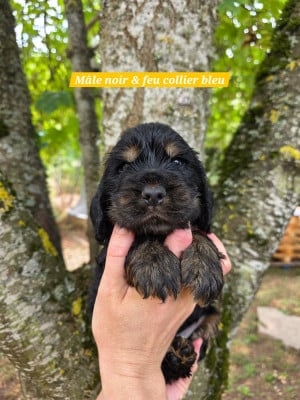 Les chiots de Cocker Spaniel Anglais