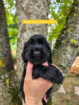 Les chiots de Cocker Spaniel Anglais