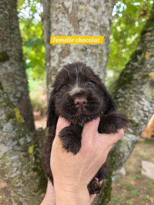 Les chiots de Cocker Spaniel Anglais
