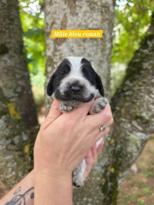Les chiots de Cocker Spaniel Anglais