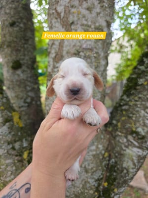 Les chiots de Cocker Spaniel Anglais