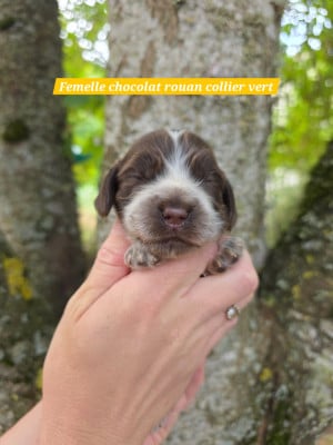 Les chiots de Cocker Spaniel Anglais