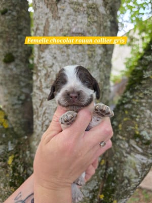 Les chiots de Cocker Spaniel Anglais