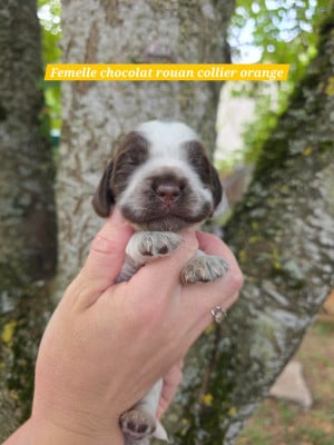 Les chiots de Cocker Spaniel Anglais