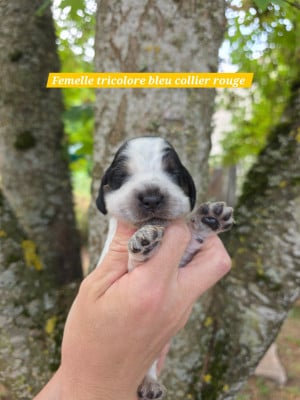 Les chiots de Cocker Spaniel Anglais