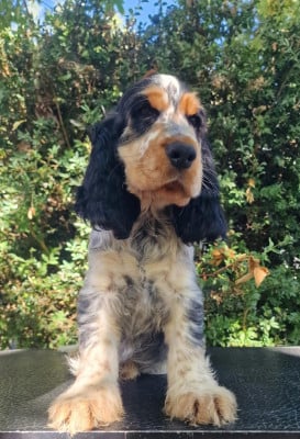 Les chiots de Cocker Spaniel Anglais