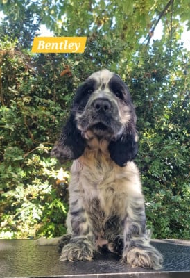 Les chiots de Cocker Spaniel Anglais