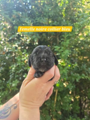 Les chiots de Cocker Spaniel Anglais