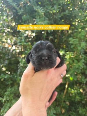 Les chiots de Cocker Spaniel Anglais