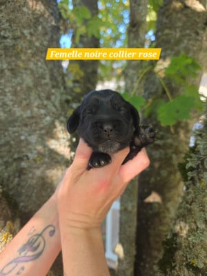 Les chiots de Cocker Spaniel Anglais