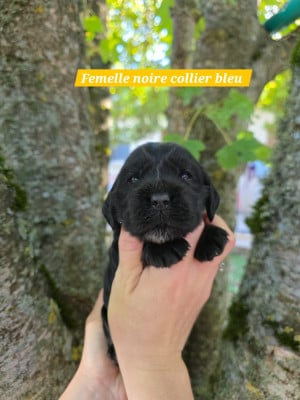 Les chiots de Cocker Spaniel Anglais