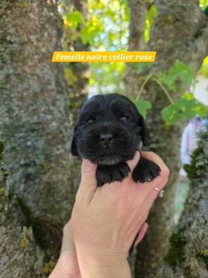 Les chiots de Cocker Spaniel Anglais