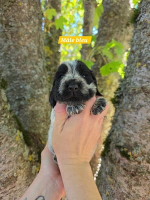 Les chiots de Cocker Spaniel Anglais