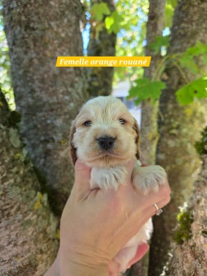 Les chiots de Cocker Spaniel Anglais