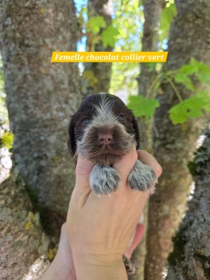 Les chiots de Cocker Spaniel Anglais