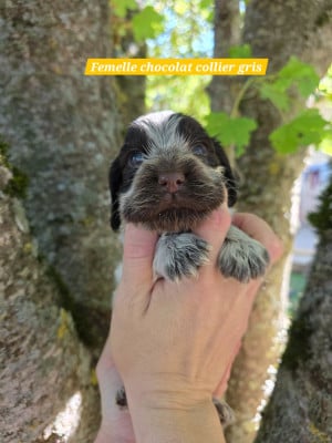 Les chiots de Cocker Spaniel Anglais