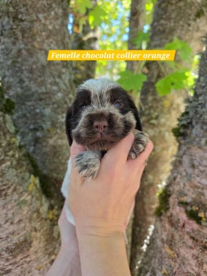 Les chiots de Cocker Spaniel Anglais